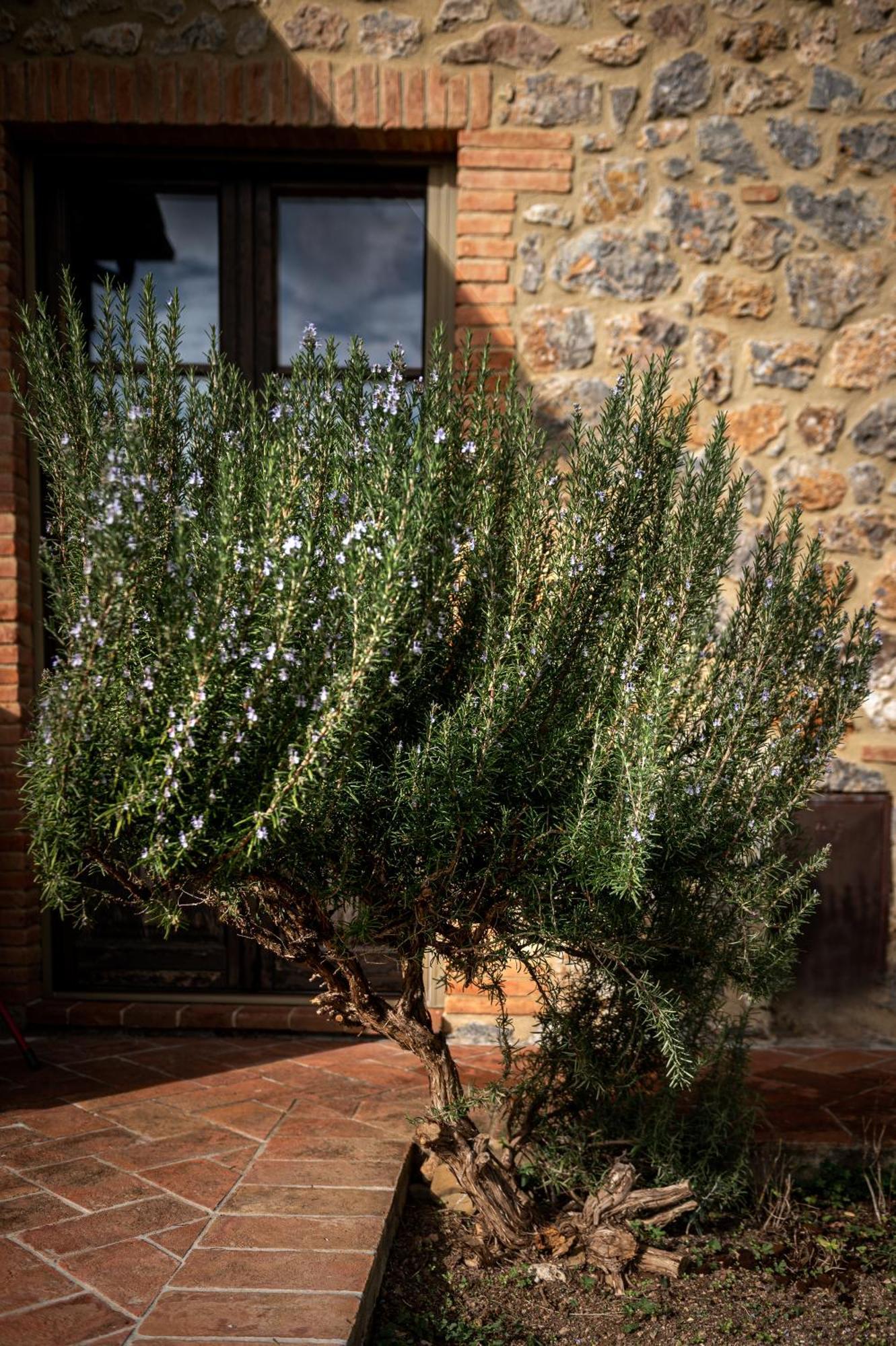 Tenuta Aronne Massa Marittima